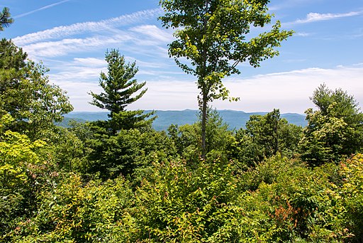 Trees at Gorges State Park