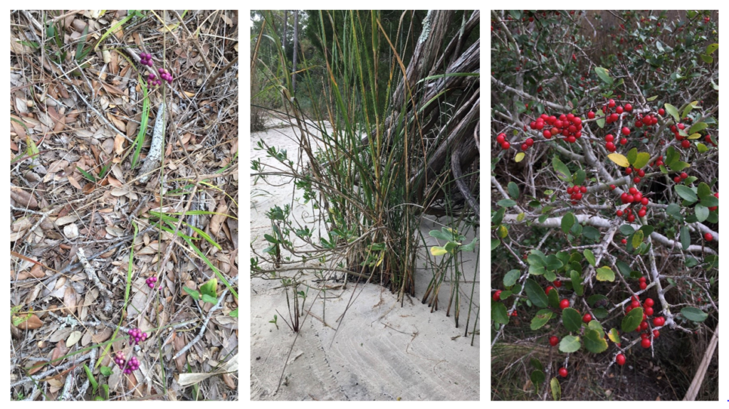 Vegetation found near the Cape Fear Estuary, NC