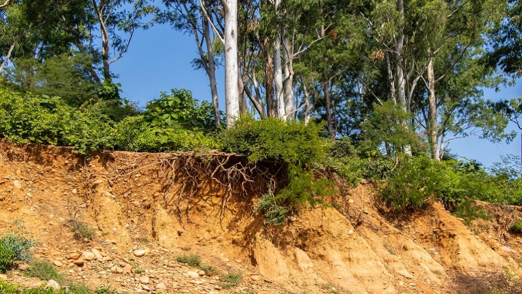 Deforestation causing soil erosion and gullies to form.