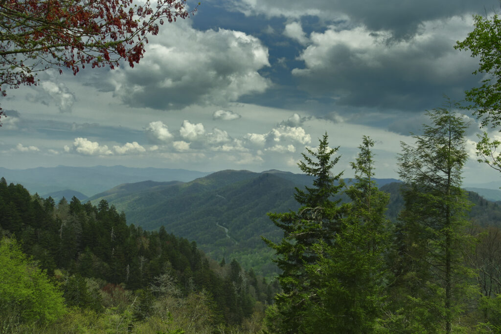 Trees and Mountains at Great Smoky Mountains State Park