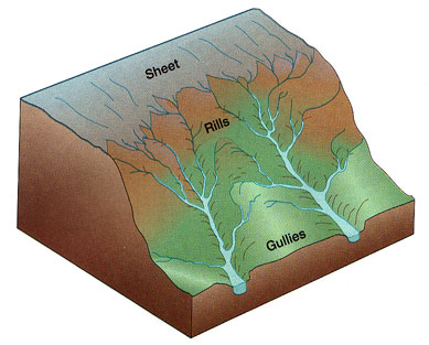 Overland flow runs downslope, creating rills. These rills combine to form larger gullies.