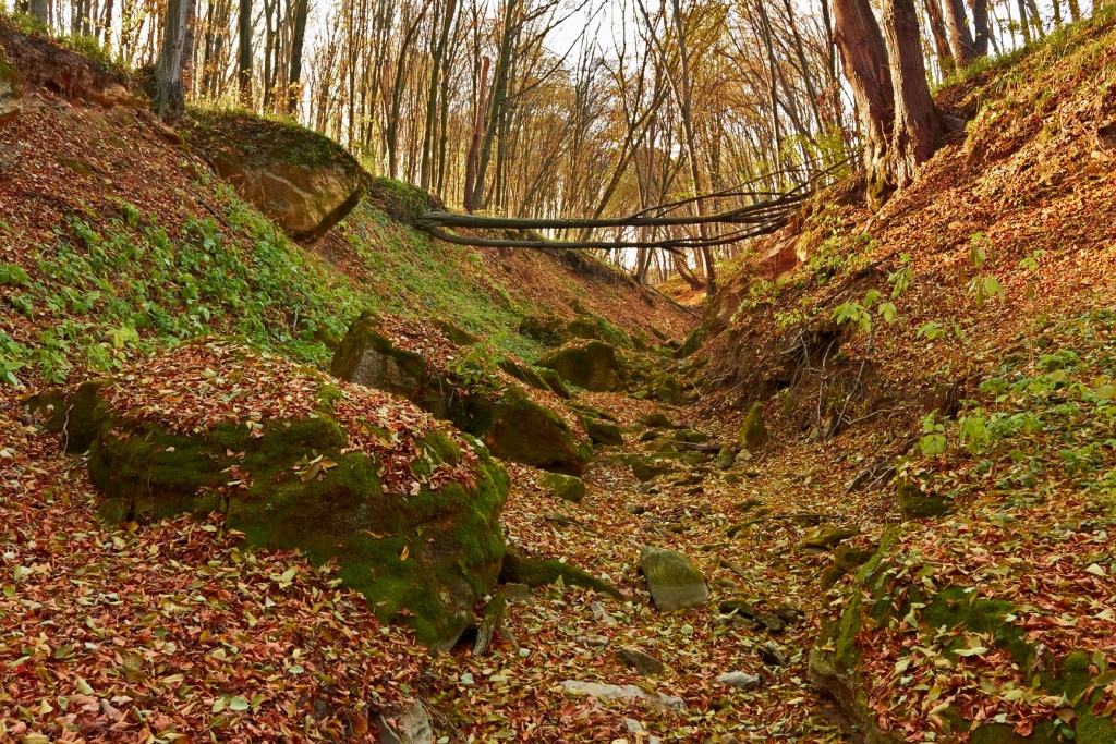 A shallow gully during autumn.