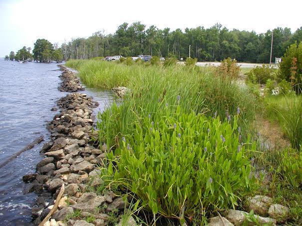 Example of a Living Shoreline